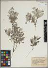 Foto von Salix lapponum L.